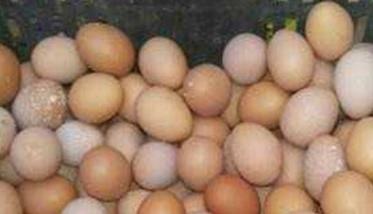 如何提高蛋鸡的蛋壳质量和硬度（如何提高蛋鸡的蛋壳质量和硬度呢）