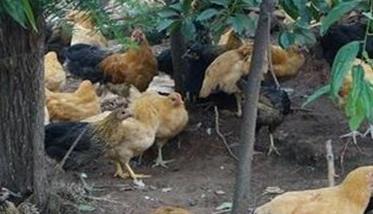 绿壳蛋鸡养殖场 当前绿壳蛋鸡养殖前景如何