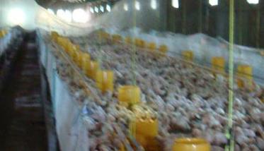 如何掌握肉种鸡限制饲喂技术 肉种鸡限饲方案制定
