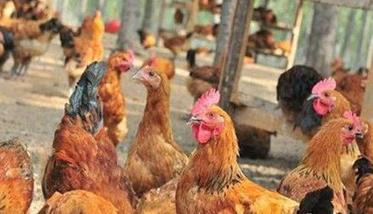 为什么养鸡存在那么多的疫病（为什么养鸡存在那么多的疫病呢）