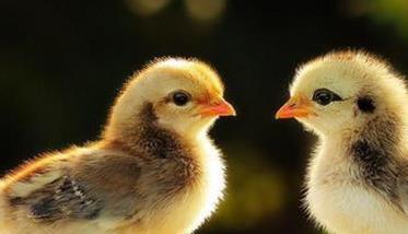 肉鸡大肠杆菌病三段控制法 鸡大肠杆菌病的防治措施