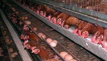 夏季养鸡如何提高蛋壳质量、降低破蛋率