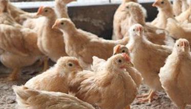 要根据鸡蛋变化解决饲料配制的不足 简述饲料对鸡蛋品质的影响