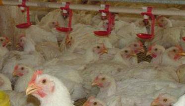 鸡预防药 如何科学高效给药防控鸡群疾病