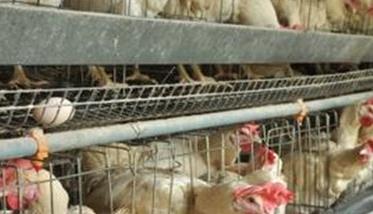 养鸡怎么减少成本 养鸡省料、减少养殖鸡成本有四招