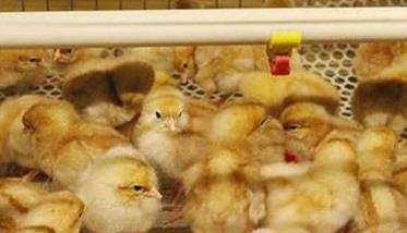 蛋鸡春季育雏的好处 蛋鸡春季育雏的好处有哪些
