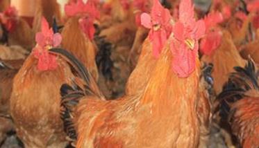 优质黄羽肉鸡的饲养管理技术要点 黄羽肉鸡饲养方案