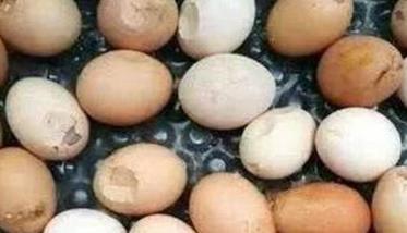 怎样降低高温季节鸡蛋的破损率的措施 怎样降低高温季节鸡蛋的破损率