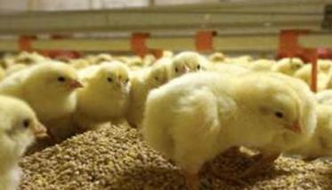 雏鸡高效饲养管理要点 雏鸡饲养管理技术要点