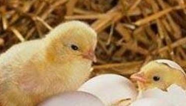 蛋鸡种蛋孵化率下降的原因是什么 蛋鸡种蛋孵化率下降的原因是什么呢
