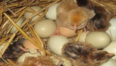 乌鸡蛋孵化温度、湿度是多少（乌鸡蛋孵化温度,湿度是多少度）