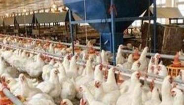 商品肉鸡夏季管理注意事项有哪些 商品肉鸡生产技术规程