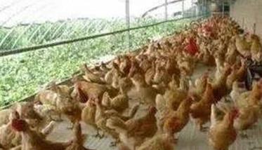 如何预防鸡的应激反应