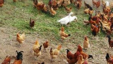 鸡滴虫病的传播途径是什么，如何预防鸡滴虫病