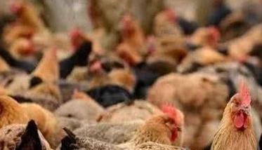 鸡应激反应怎么处理 鸡产生应激的常见原因是什么