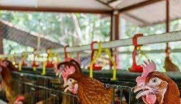 安全养鸡要重视四个理念创新 养鸡的问题