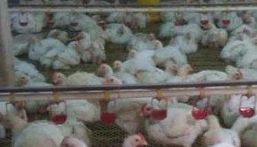 肉鸡为何要公母分群 种公鸡为什么要和母鸡分开饲养