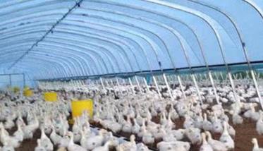 蛋鸭养殖技术十大小窍门 大棚养蛋鸭的技术要点