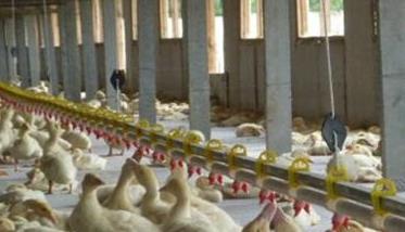 鸭子应激怎么处理 肉鸭养殖如何减少应激反应