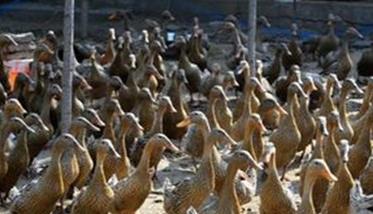 遵循养殖规律才能提高养鸭效益 养鸭新技术提高养殖密度