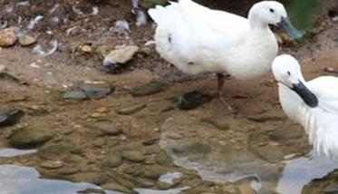 白鸭养殖技术 白鹜鸭养殖管理方法