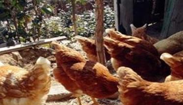 家里院子养鸡有什么讲究 庭院养鸡应注意的问题