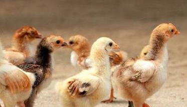 种鸡场如何预防鸡白痢 种鸡场如何做好鸡白痢检疫