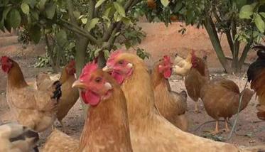 果园养鸡有哪些讲究，需要注意什么 果园养鸡有哪些讲究,需要注意什么事项