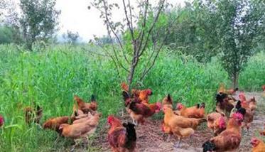 农村土鸡散养存在的问题与对策（农村土鸡散养存在的问题与对策分析）