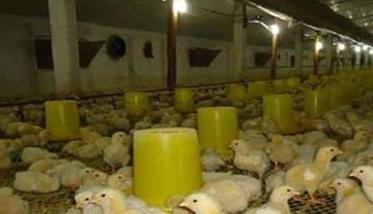 肉仔鸡饲养管理要点 肉用仔鸡分段饲养的管理技术