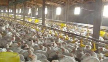 养鸡消毒处理方法 肉鸡养殖怎样正确消毒