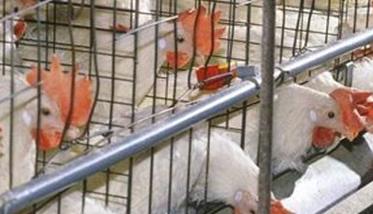秋季产蛋鸡的饲养管理与疾病预防 秋季蛋鸡饲养管理要点