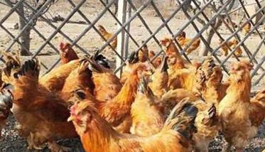 怎么防止鸡发病? 防止良种鸡退化的办法