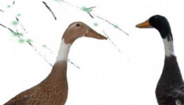 绍兴鸭的外貌特征和生产性能简介 绍兴鸭属于什么品种