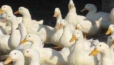 蛋鸭的分群管理和饲养密度管理要求 蛋鸭的分群管理和饲养密度管理要求有哪些