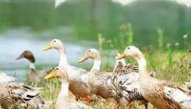 鸭的生物学特性及其生活习性 鸭子的生物特征