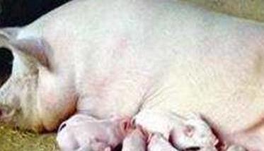 母猪产后缺乳的原因及防治对策论文 母猪产后缺乳的原因及防治对策