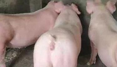 猪场母猪管理 母猪管理容易存在哪些失误