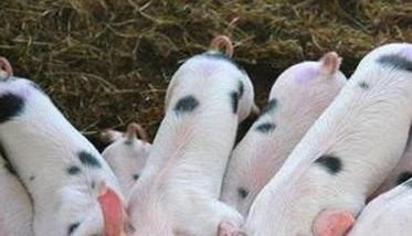 如何提高哺乳仔猪的成活率 怎样提高哺乳子猪成活率的五个方法