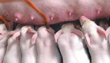 仔猪贫血症状图片 仔猪贫血症如何防治