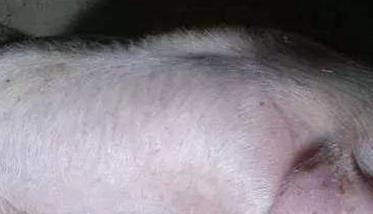 怎样防治仔猪白肌病 怎样防治仔猪白肌病的方法