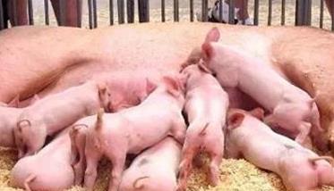 提高仔猪成活率的主要措施有哪些 提高仔猪成活率的主要措施有哪些呢