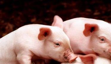 小猪仔蛋有什么营养 仔猪为什么需要蛋白质营养？