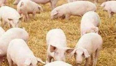 猪生长环境温度 猪崽生长的适宜温度