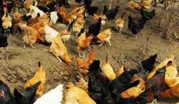 秋季蛋鸡的饲养与管理 秋季蛋鸡的饲养管理重点是什么