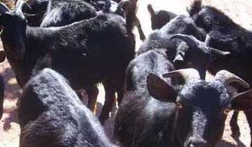 雷州山羊的品种特征及其生产性能 雷州黑山羊养殖场在哪里