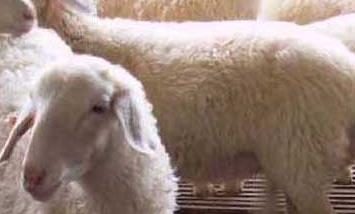 小尾寒羊一台产几羔 小尾寒羊一年产几窝羊羔？