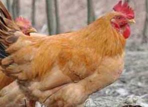 鸡伤寒的病原是什么病毒 鸡伤寒的病原是什么