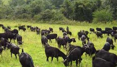 牧草养羊技术 养羊适合种植什么牧草
