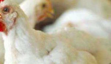 白羽鸡对房舍的要求有哪些 白羽鸡养殖需要注意哪些